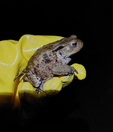 Eine Erdkröte wird in der Hand gehalten und über die Straße getragen. So gelangt sie sicher zum Laichgewässer. Ich trage einen Gummihandschuh, um die Amphibienhaut vor meiner Haut zu schützen und umgekehrt.  Amphibienhaut ist sehr durchlässig.