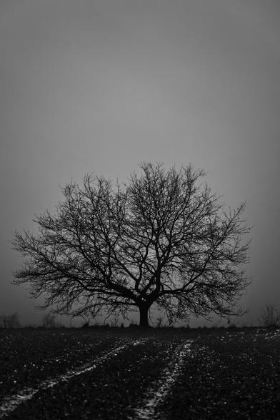 black and white. portrait formal. a very foggy day. a deciduous tree stands at the edge of a field. the track of a tractor runs towards it. the track is thinly covered with snow and forms a stark contrast to the dark field.