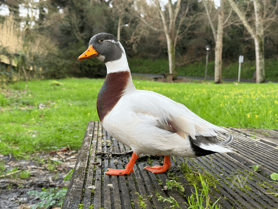 Foto de un pato sobre una plataforma de madera en un parque ubicado en Mera.