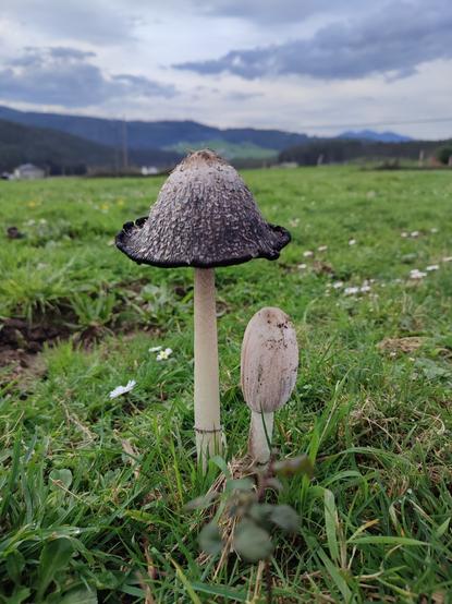 Cogumelo co sombreiro negro con escamas brancas xunto a un máis pequeno todo branco.