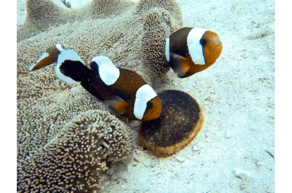Underwater photo of two small red and white fish next to a large sea anemone looking like an irregular patch covered in short tentacles