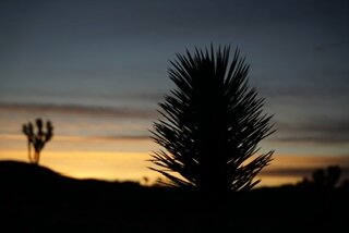 Sunset in the desert with the backlit silhouette of a yucca plant