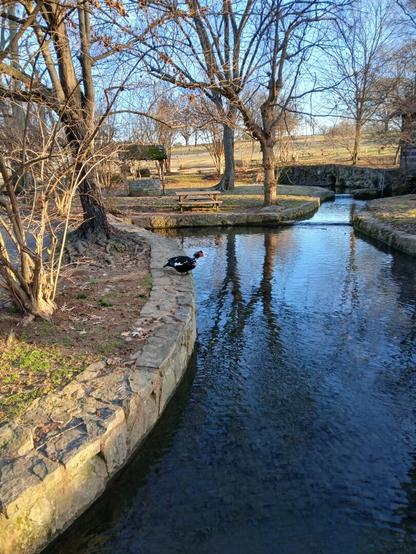 Picture shows a stream with elevated stone border with a Muscovy duck on it. The duck is black and white with red on the head. In afternoon sunlight with bare trees also pictured in background