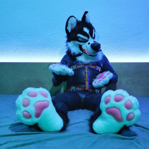 Person in a husky fursuit wearing a black wetsuit and a rainbow harness sits on a bed, playfully posing with large, fluffy paw gloves and feet. Soft blue lighting adds a cozy ambiance.