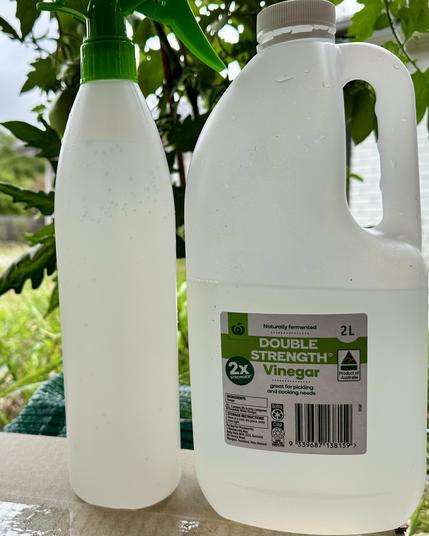 A spray bottle full of double strength vinegar & a 2 litre bottle of the vinegar.