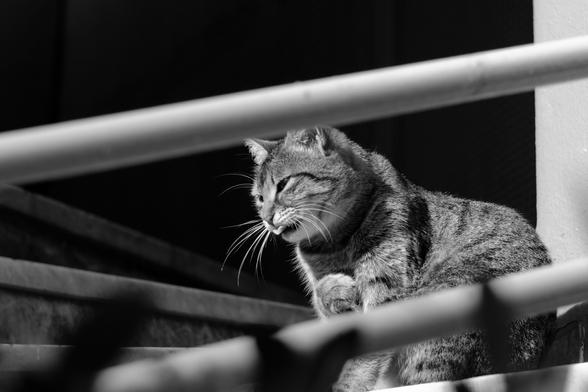 Black-and-white photo of a tabby cat sitting on a set of stairs. The cat's long white whiskers glow in the sunlight. The tip of the cat's tongue is showing.