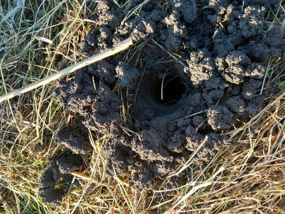 dit is een boorgat - gemaakt met een grondboor op een stevige accuboormachine - het gat wordt zo'n 50 cm diep geboord - daarin daalt een microfoon af om een opname te maken

zet #Soilsounds in je te volgen hashtags en je krijgt de update's in je timeline