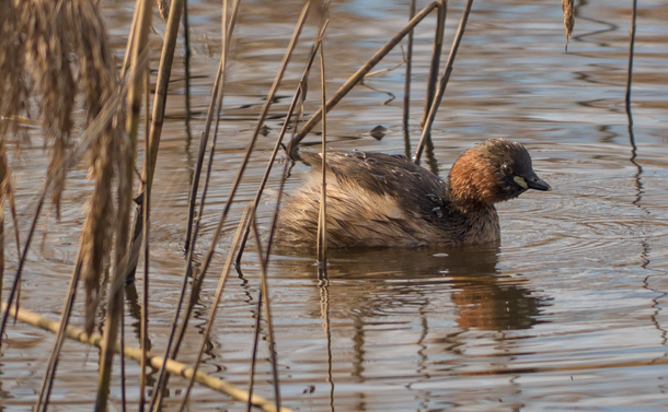 Un grèbe castagneux (petit oiseau aquatique avec un corps un peu arrondi et gris, un petit coup et une petite tête rousse avec des tache blanche à la base du bec noir) dans un étang près d'une roselière.