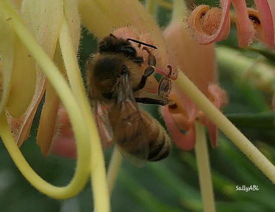 Very close up colour photo of a bee within the filaments of a grevillea 'peaches and cream' flower.