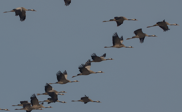 Un vol de grues cendrées (gros échassiers gris avec un long cou et une tête avec un petit bec, des tâches gris foncées, blanches et rouges)