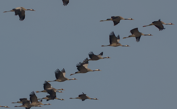Un vol de grues cendrées (gros échassiers gris avec un long cou et une tête avec un petit bec, des tâches gris foncées, blanches et rouges)