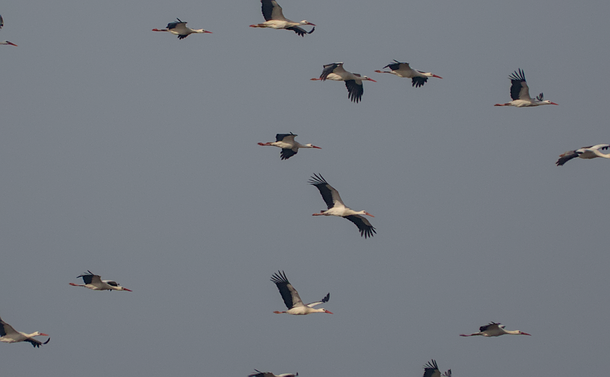 Un vol de cigognes blanches (gros échassier avec un corps blanc, de larges ailes noires et blanches, un long cou, une petite tête pourvue d'un long bec orange rouge)