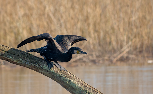 Un grand cormoran (oiseau avec élancé avec un cou moyen et un long bec crochu) qui s'apprête à s'élancer dans l'eau d'un étang depuis un tronc mort. La lumière de l'après midi éclaire sa face blanche avec des tâches rouges mais aussi les formes d'écailles sur la base de ses ailes.