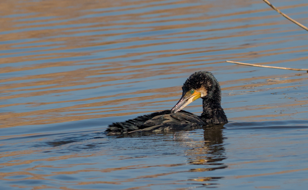 Un grand cormoran qui nage dans l'eau tout en se nettoyant les plumes du dos.