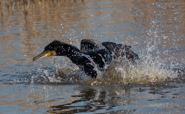 Un grand cormoran (gros oiseau marin, élancé, avec un long bec crochu) qui bat des ailes dans un étang, envoyant des gerbes d'eau partout.