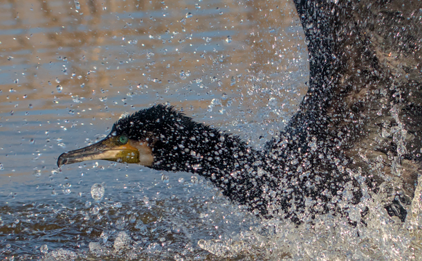 Gros plan du cormoran qui bat des ailes dans l'eau. Au travers des gouttes qu'il projette partout, on distingue sa tête dont le tour est noir mais la face est blanche avec un peu de rouge. Ses yeux sont bleu lagon.
