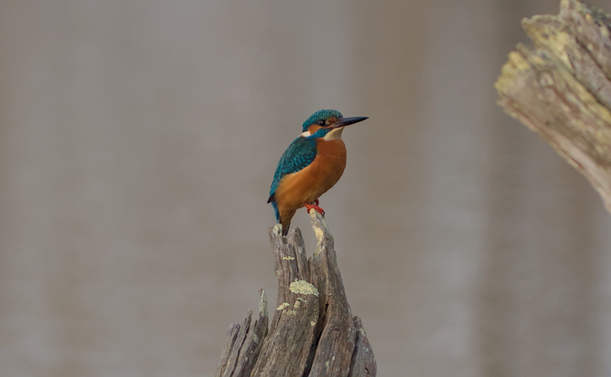 Un martin-pêcheur d'Europe perché sur un tronc mort. Comme tous les membres de son espèce, le petit oiseau a une grosse tête et un long bec. Son plumage est bleu sur les ailes, le dos et le haut de la tête mais roux sur le ventre et la poitrine. Il a des tâches blanches sur le coup et sous le bec.