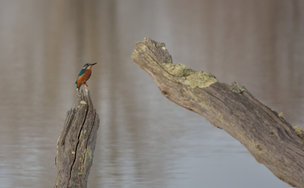 Le Martin-pêcheur perché sur un tronc et regardant vers un autre arbre mort dans l'étang.