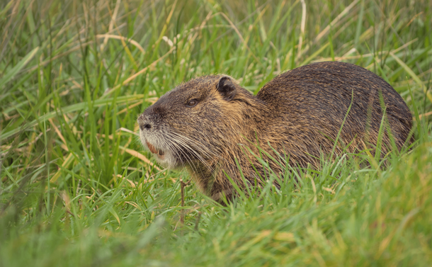 Un ragondin (gros rongeur proche du castor mais avec une tête plus allongée et un aspect moins trapu) dans l'herbe.