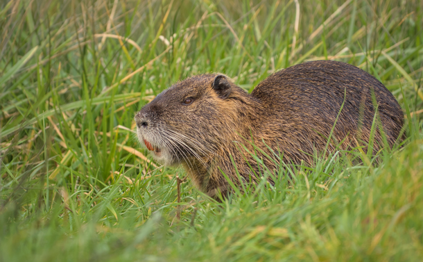Un ragondin (gros rongeur proche du castor mais avec une tête plus allongée et un aspect moins trapu) dans l'herbe.