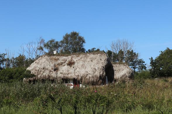 In the photo, a traditional house with its heavy seaweed roof surrounded by green grass on the island of Læsø located off the coast of Denmark.