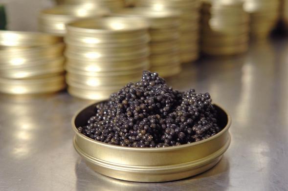 Le Caviar d’Aquitaine est officiellement reconnu en IGP.
