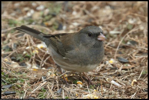 A Dark-eyed Junco (Junco hyemalis) was standing on the ground in short winter vegetation near seeds in Norman, Oklahoma, United States on January 23, 2025.