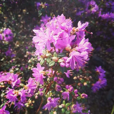 A semi-close-up of pink-purple flowers with more flowers in the background.