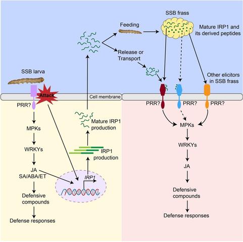 Annotated flow diagram representing the cross-membrane space and the mechanism by which rice senses the presence of the striped stem borer by perceiving its own phytocytokine IMMUNE RESPONSE PEPTIDE 1 (and its derived peptides) in larval frass.
