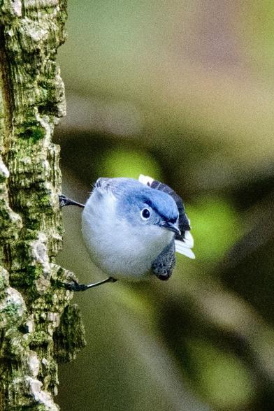A light blue and white bird perched vertically on a tree, looking quite angry
