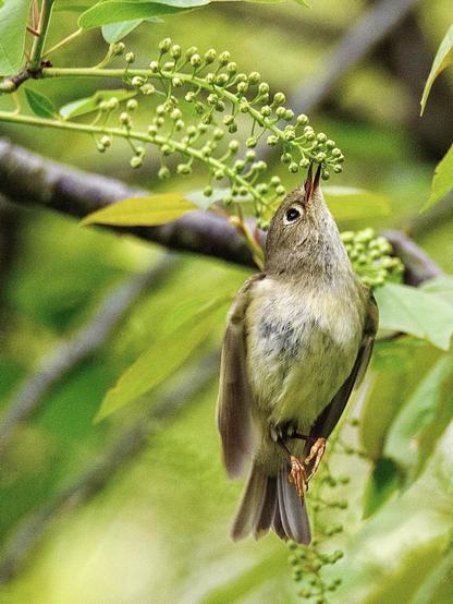 A brown yellow bird biting a berry from a tree, hanging from his beak