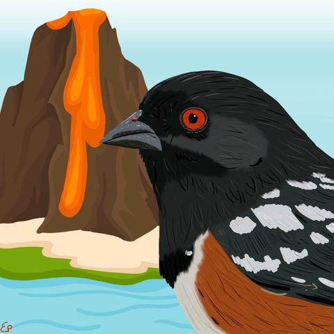 A spotted towhee, a bird with red eyes, a black head, dark-grey back with white spots, rufous sides and white belly, in front of a volcano island, cartoon style.