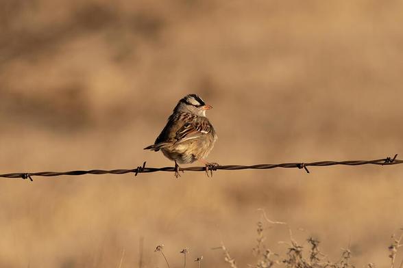 A small Sparrow perches on a barbed wire fence, surrounded by a blurred, earthy background. The warmth of the colors highlights the bird's delicate feathers and the rustic setting. Photography by Debra Martz