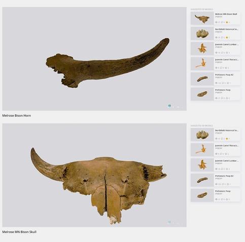 Bison skull caps now on Sketchfab