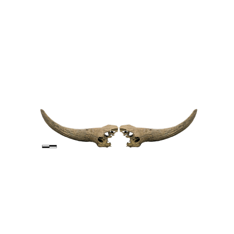 Bison skull caps now on Sketchfab