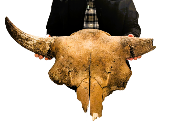 Bison skull caps now on Sketchfab