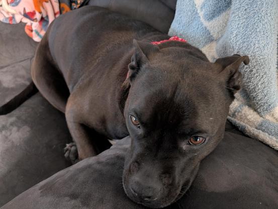 Pepper (Black Lab / Staffy Mix) laying on the couch with her head resting on the arm of the couch.