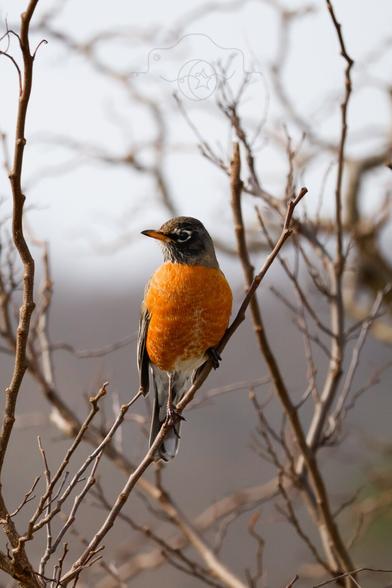 A robin perched high up on a very small branch.