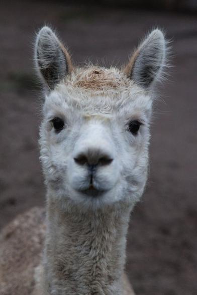 A fuzzy alpaca looking directly into the camera. Only the head and parts of the long neck are visible.