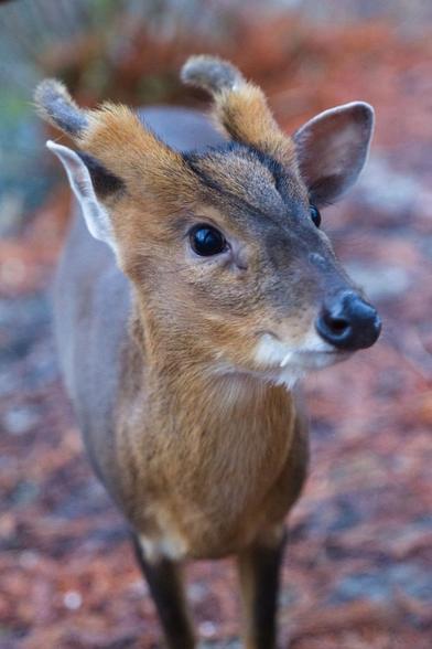 A picture of a muntjac. It looks like a very tiny deer and has small horns. The animal looks to the right of the picture. The background consists of hardly discernible leafs.