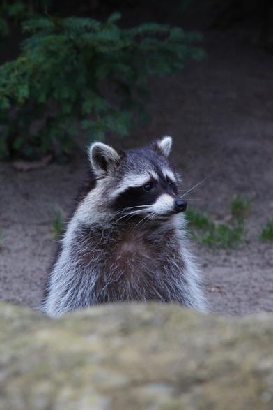 A standing racoon looking around. In the front there is a piece of wall.
