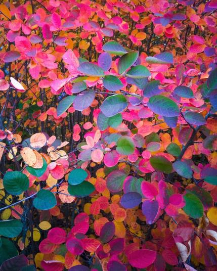 colorful autumn foliage