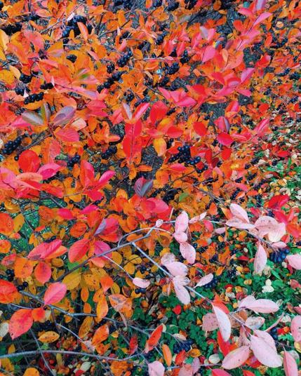 aronia bush in autumn colors