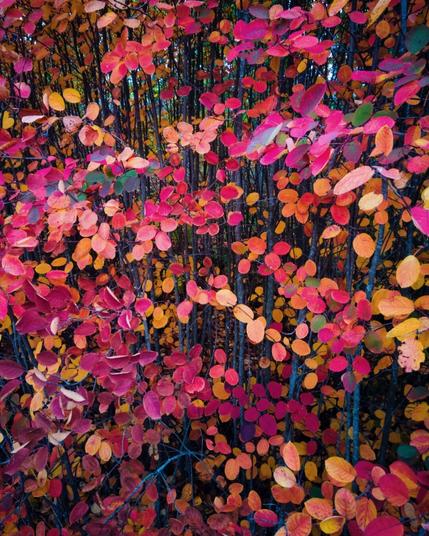 colorful autumn foliage