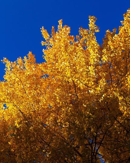 autumn tree
