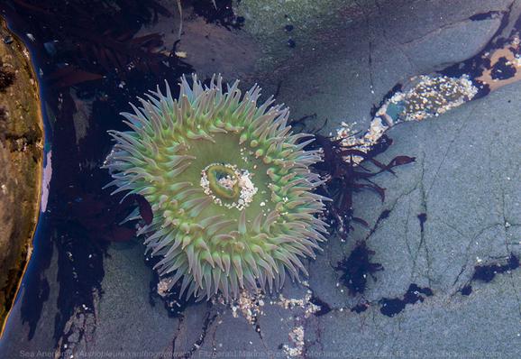 Looking down into a still tide pool at a marine creature attached to smooth grey stone amid darker plant strands. Creature is circular; slightly luminous greens and blues with hundreds of tentacles and a disc like mouth in the center.
©BosqueBill.com