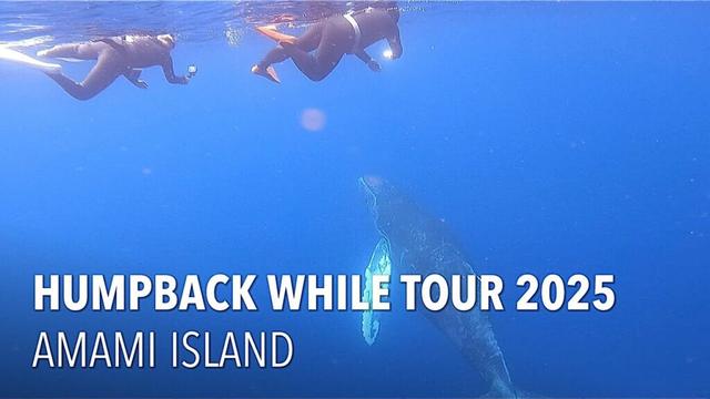【奄美大島】ホエールスイムツアー2025