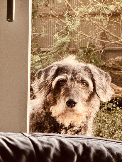 Hund schaut neugierig