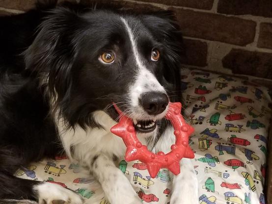 A black and white border collie is lying on a patterned blanket on her bed next to a brick wall, with a red spiked rubber ring in her mouth. She has a pleading look in her eyes with her head slightly to the side. She is missing one front bottom tooth and has a couple of freckles on her nose and a white streak up her forehead.