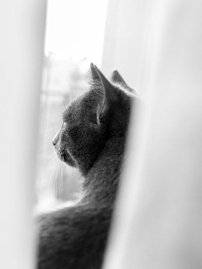 The image shows a black and white photo of a cat looking out of a window. The scene is framed by curtains on both sides, focusing on the back and side profile of the cat's head.